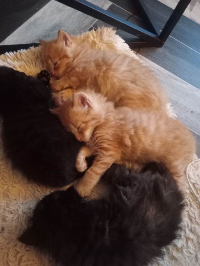 Fluffy kittens 