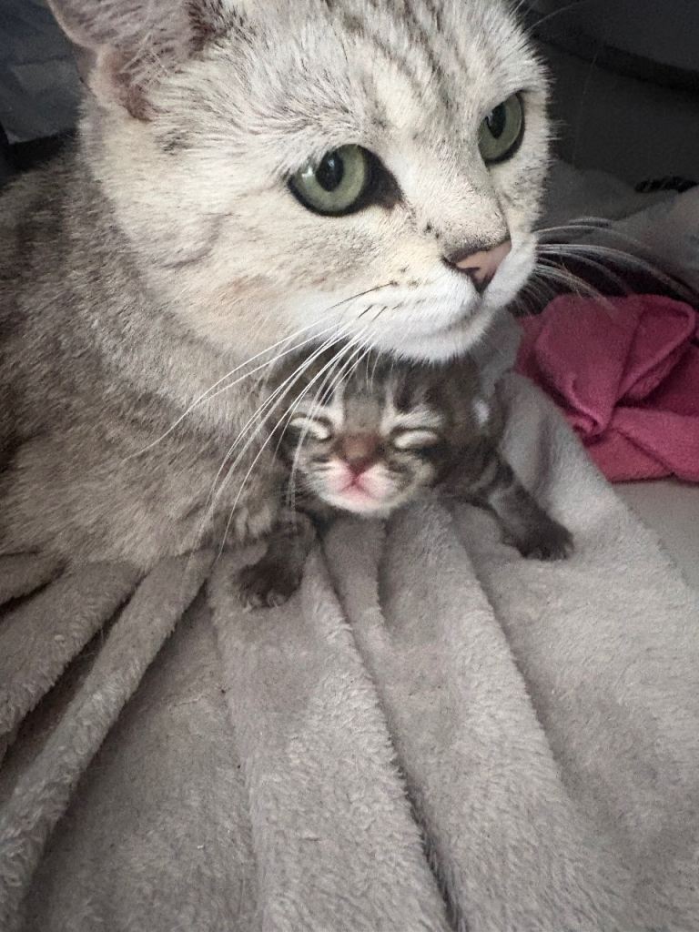 Bengal x kittens 
