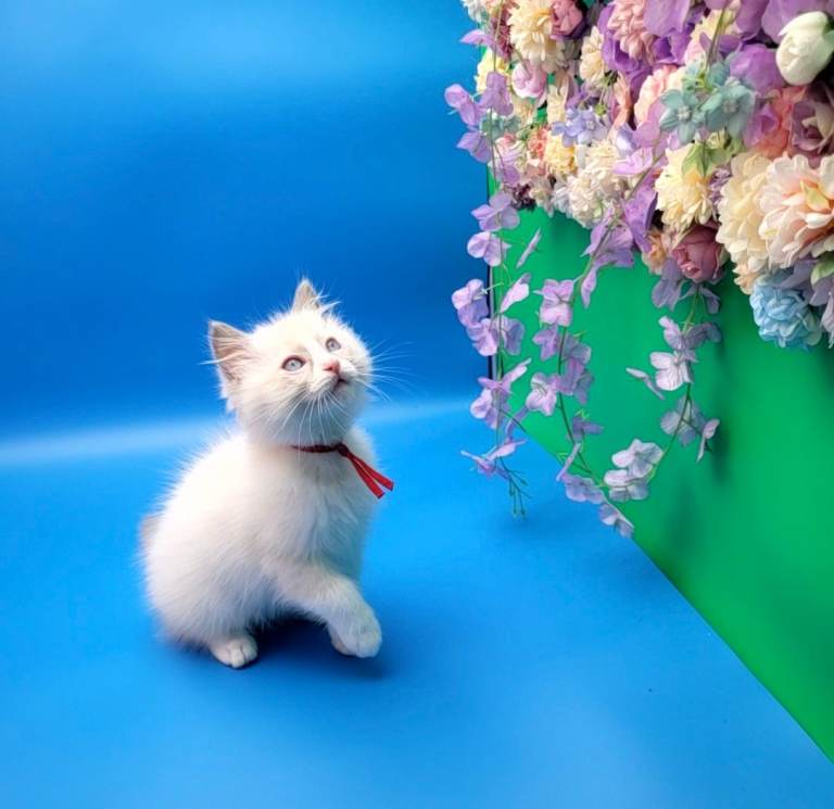 Exceptional GCCF Registered Ragdoll boys
