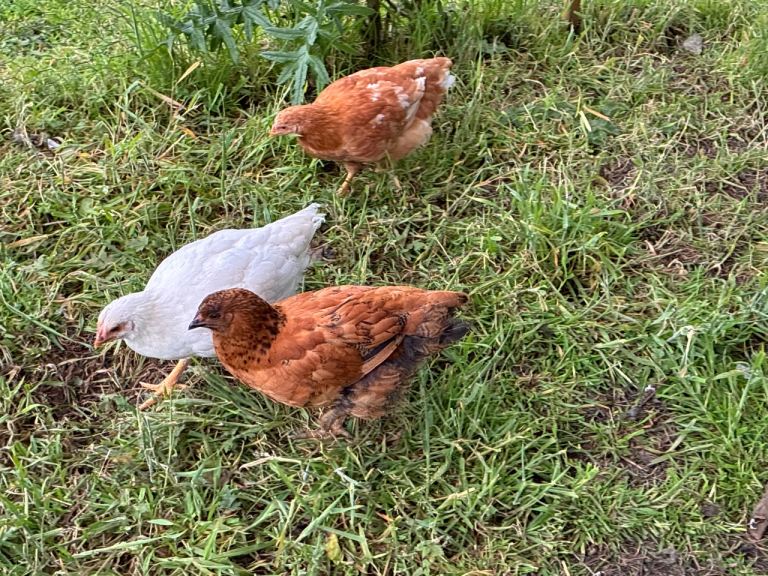 Chickens hens pullets four female and two male 
