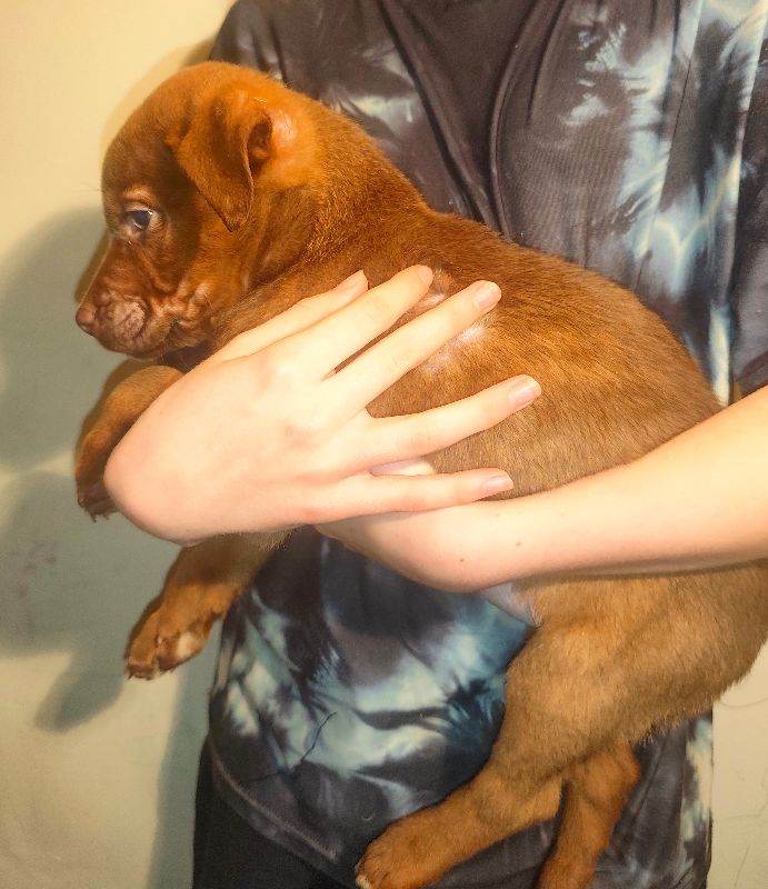 Labrador retriever x bull 