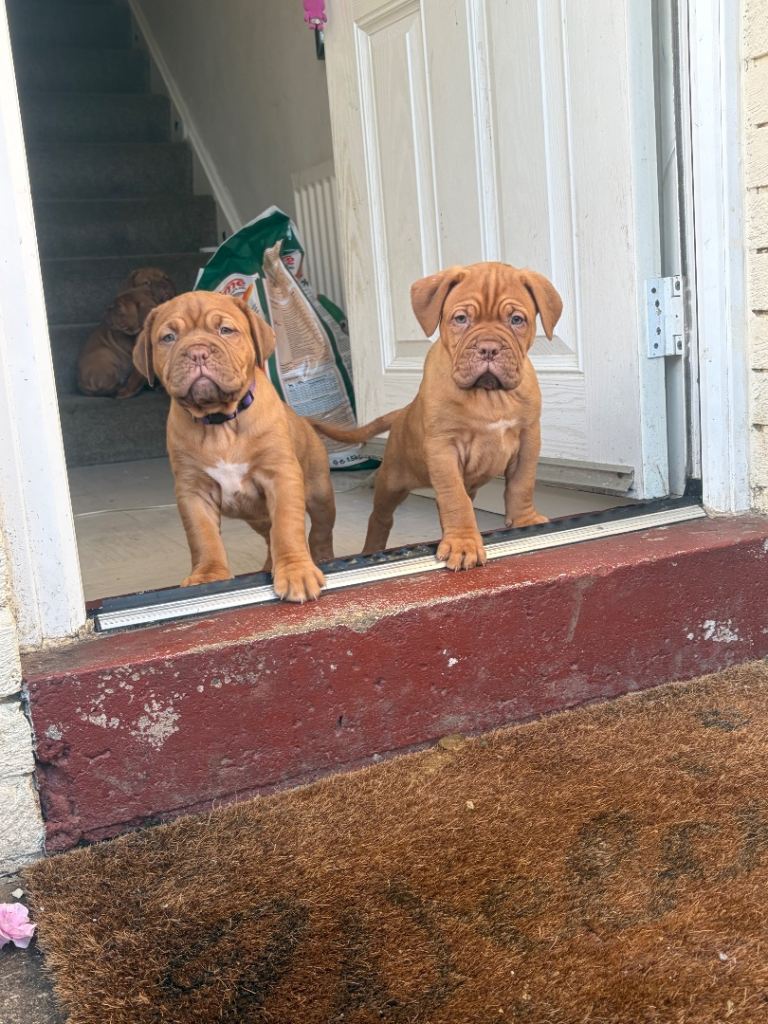 2 bitches left !!FULL KC PEDIGREE DOGUE DE BORDEAUX💗💙 