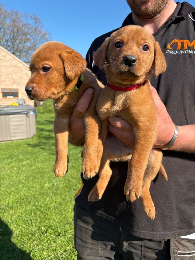 3 Gorgeous Fox Red Labradors available 