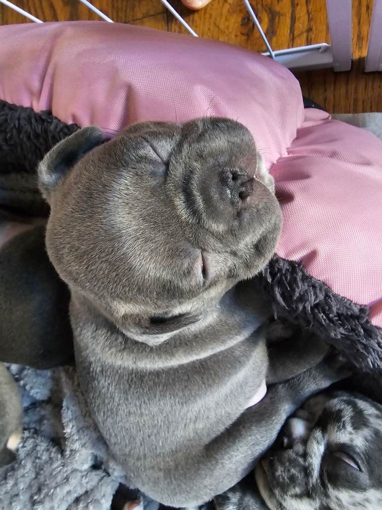 Stunning Female French Bulldog