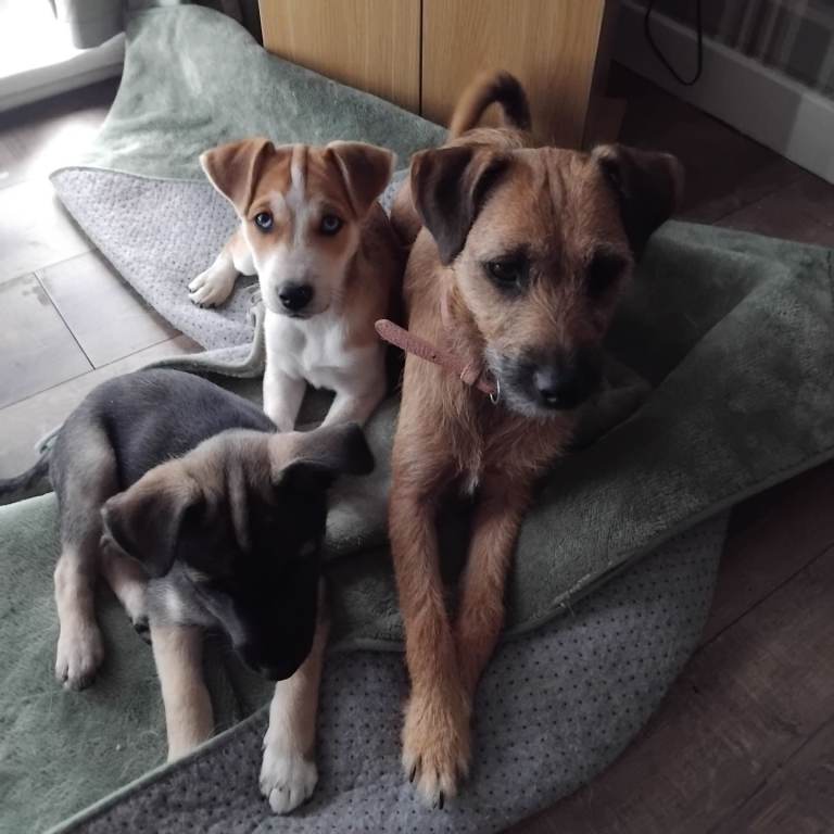 Patterdale x husky 