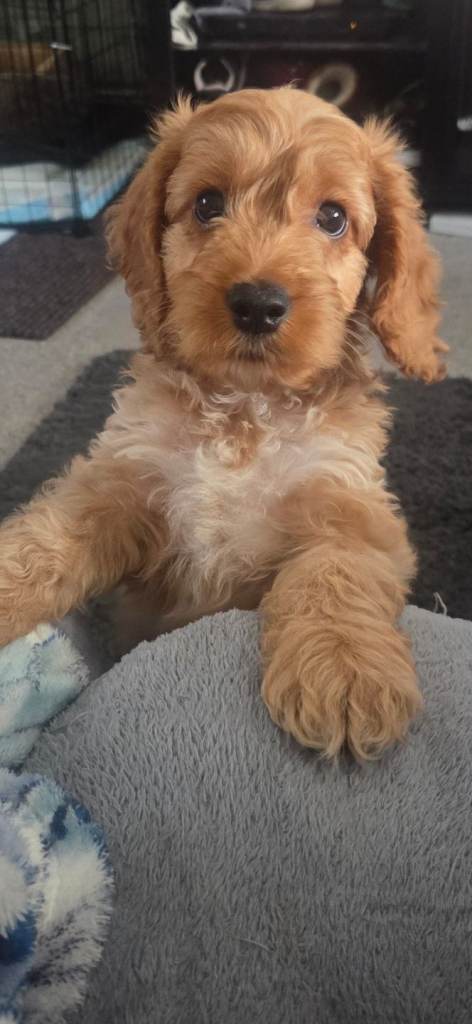 Cockapoo puppy