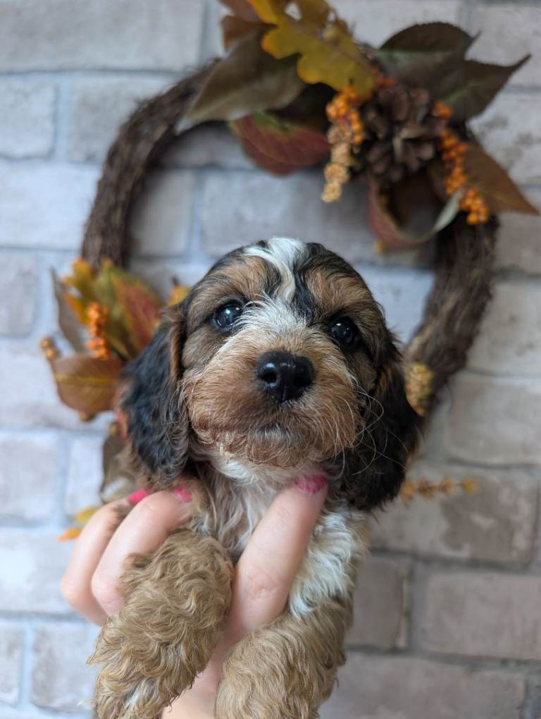 Show type cockapoo puppies DNA clear