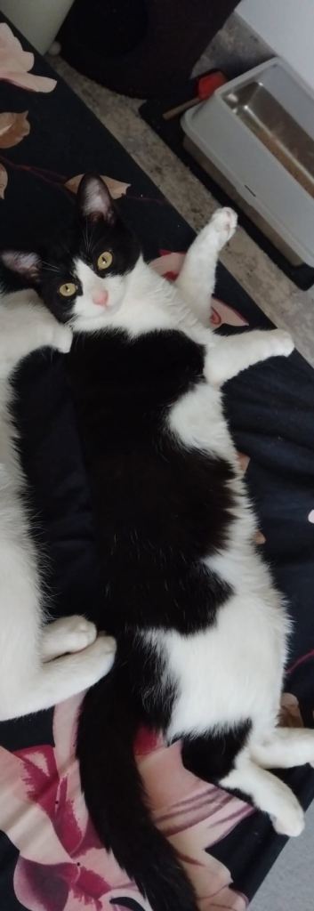 Female tuxedo kitten 
