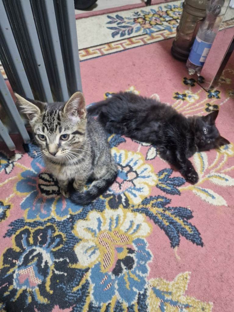 2 mixed breed kittens 