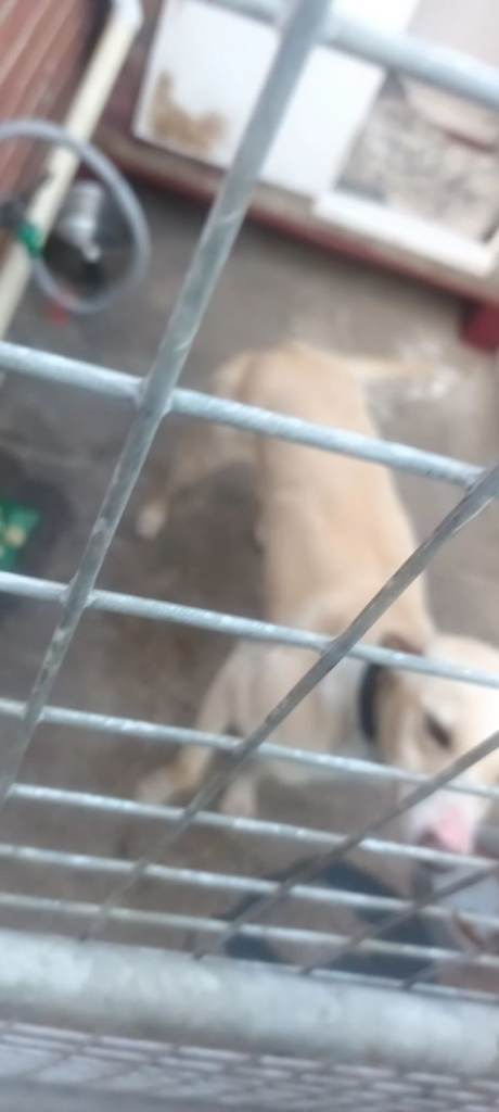 Collie bull whippet greyhound 