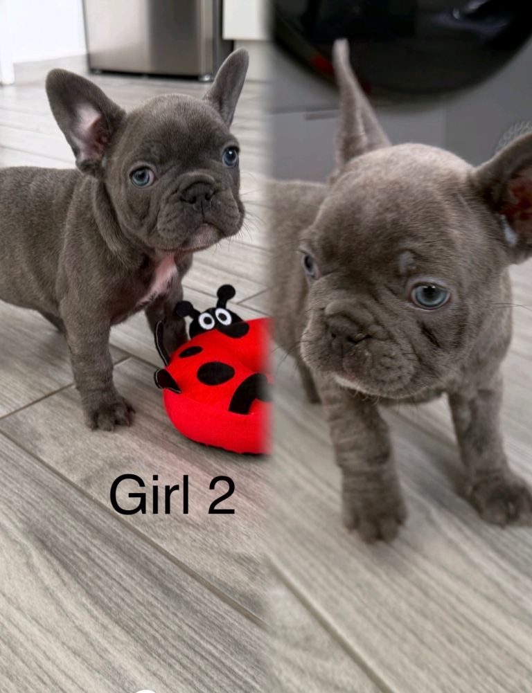 French Bulldog Puppies KC reg 