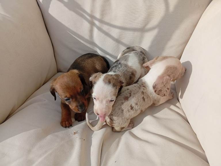 Dachshund puppies 