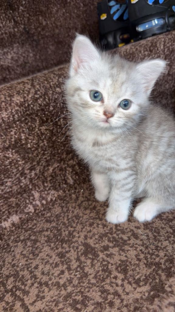 Beautiful kittens looking for a forever home 