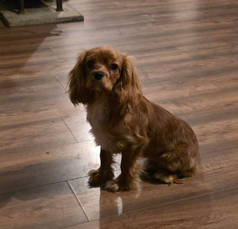 KC registered Cavalier King Charles Spaniel Puppy