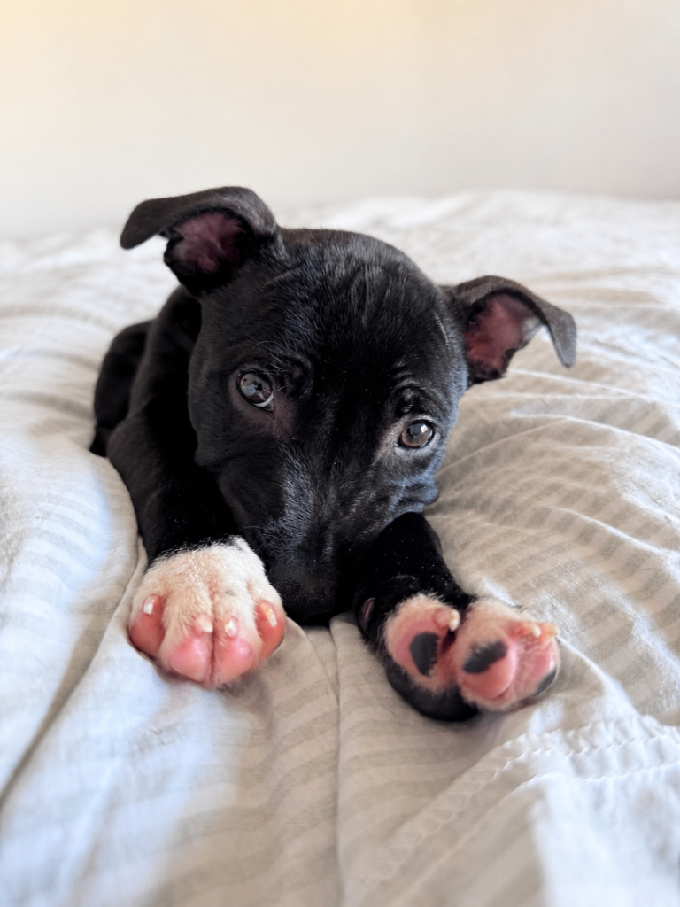 Staffordshire Bull Terrier Pup
