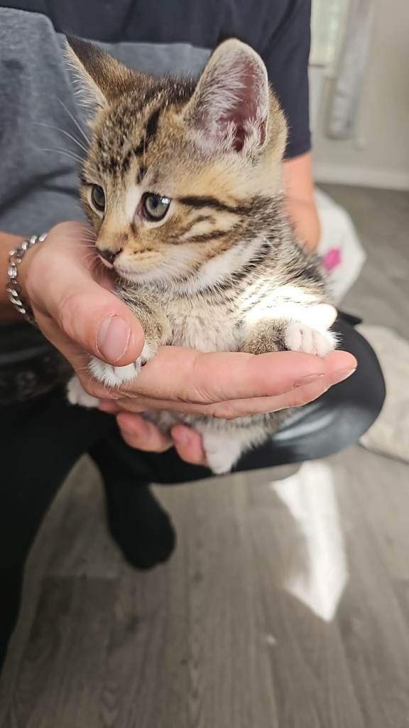 Tabby kittens 