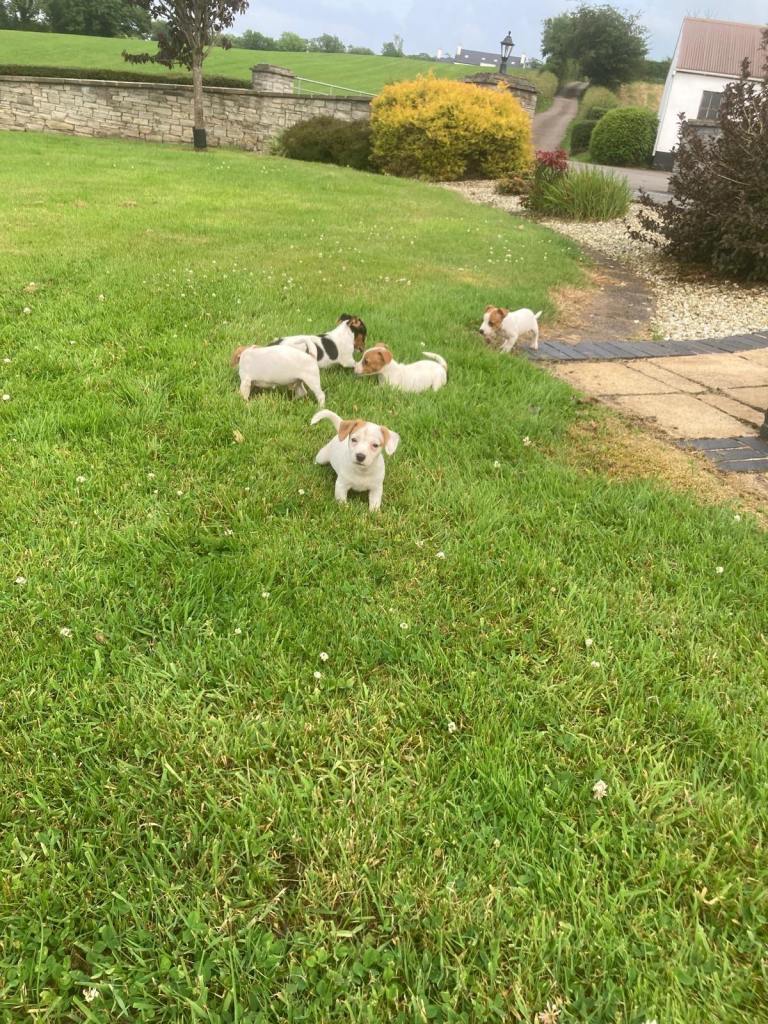 Jack Russell Puppies