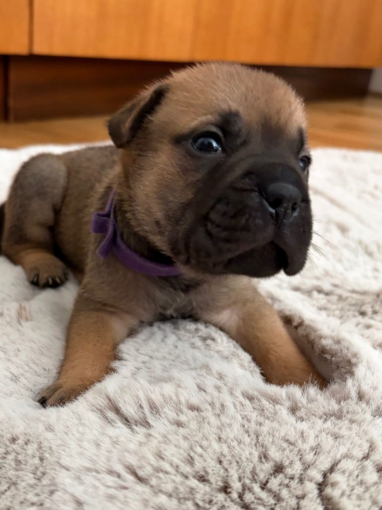 French bull dog / Bull pei
