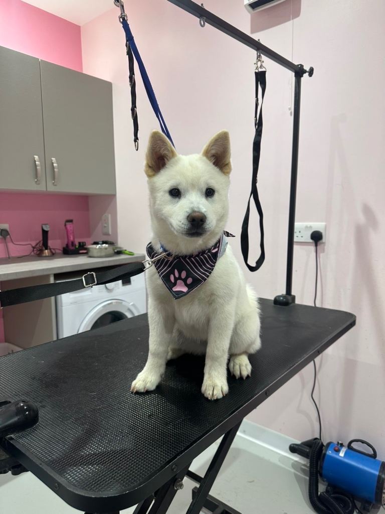 Pomsky puppy for Sale