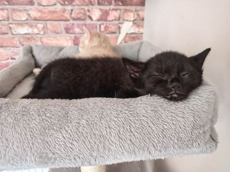 8 Week Old Kitten