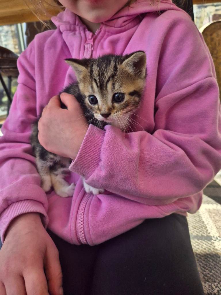 Beautiful Kittens looking for forever homes 