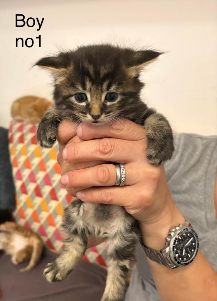 Kittens 