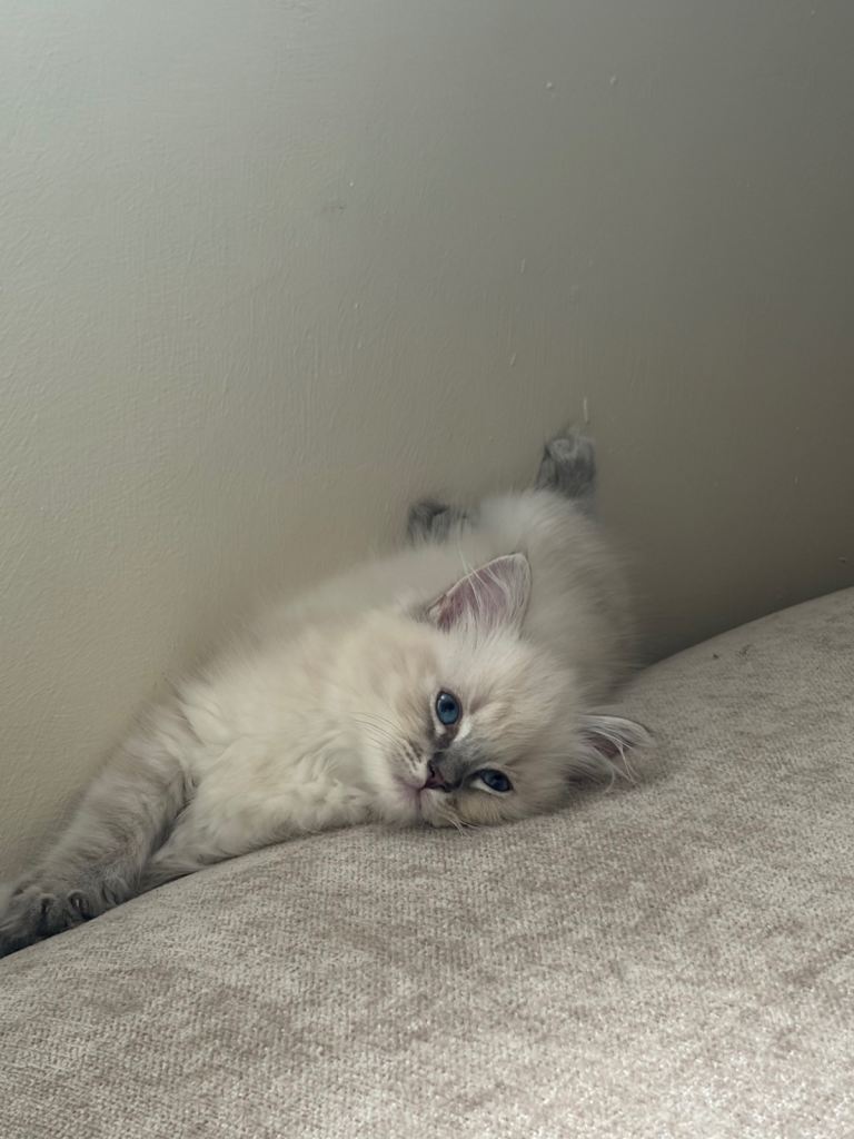Beautiful Ragdoll Kitten - Female (10weeks old)