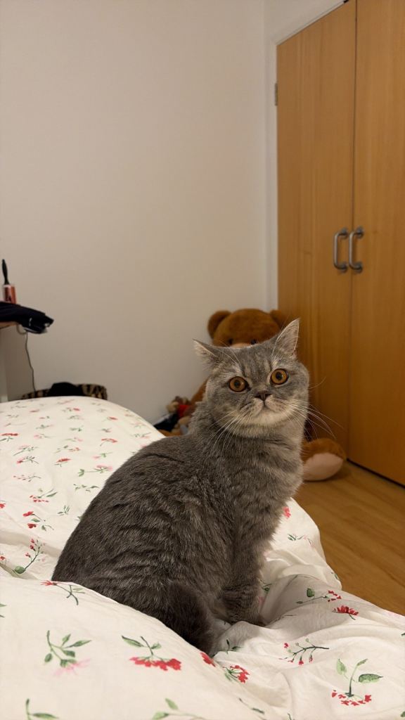 British Shorthair Cat