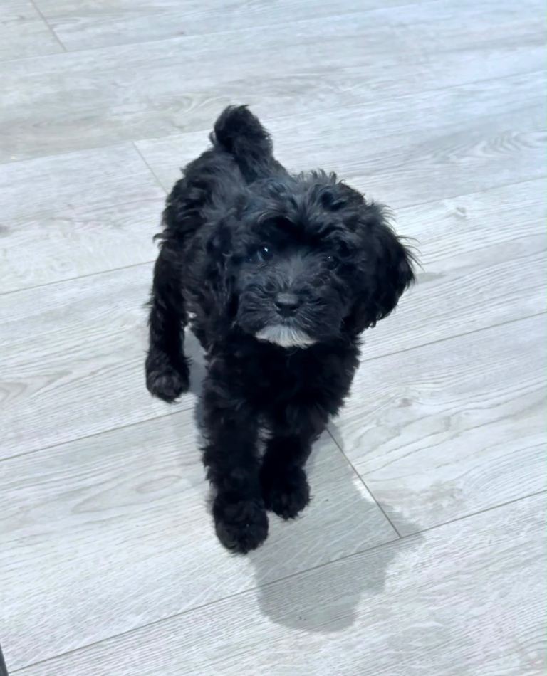 REDUCED! F2 Cockapoo READY NOW