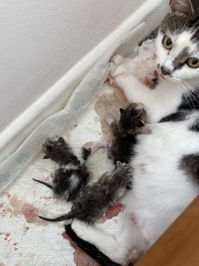 Persian cross kittens  