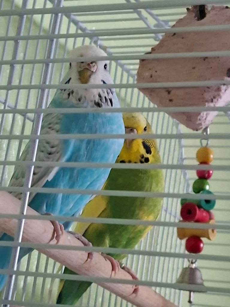 Budgies