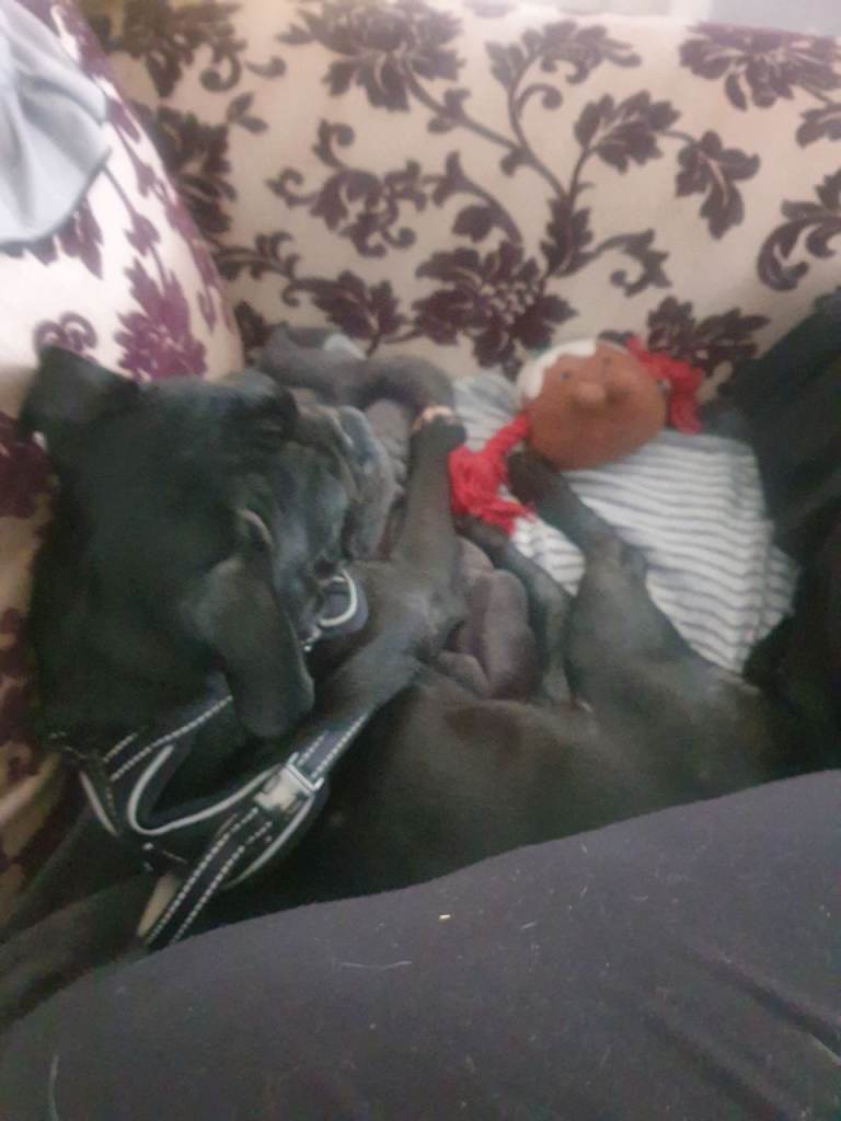 1 year old pug/frenchie