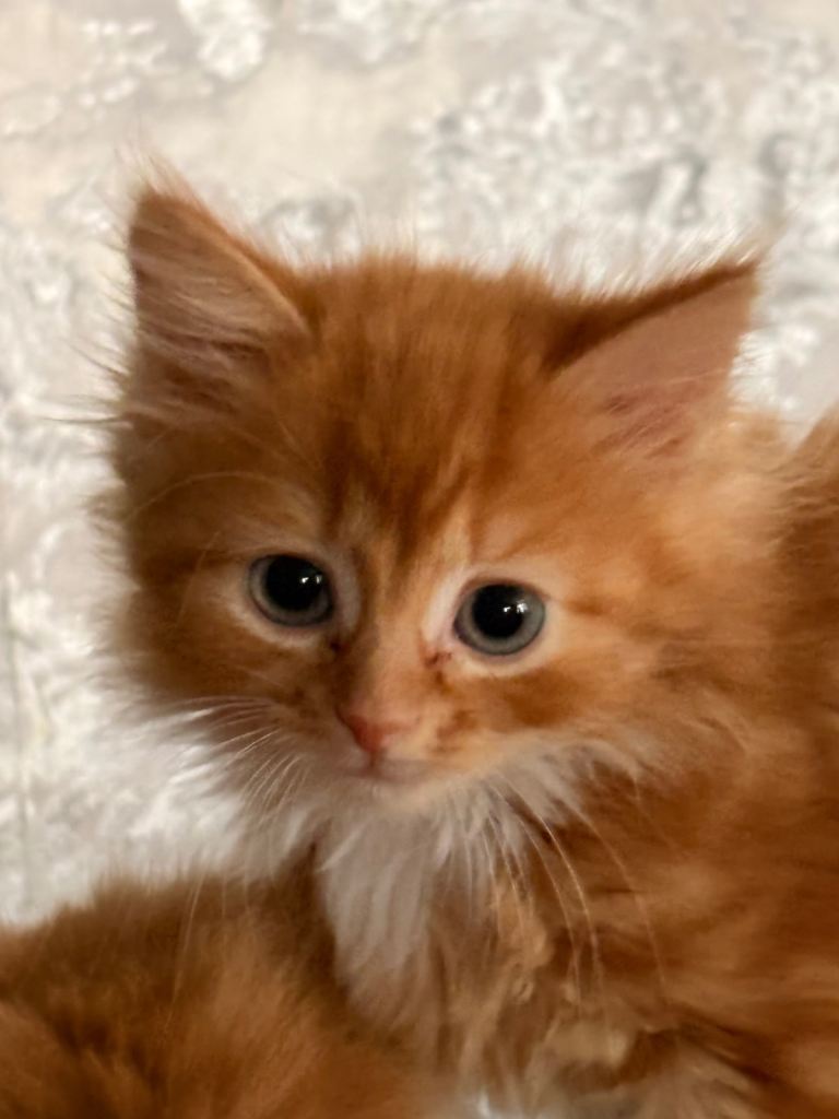 Gorgeous kittens
