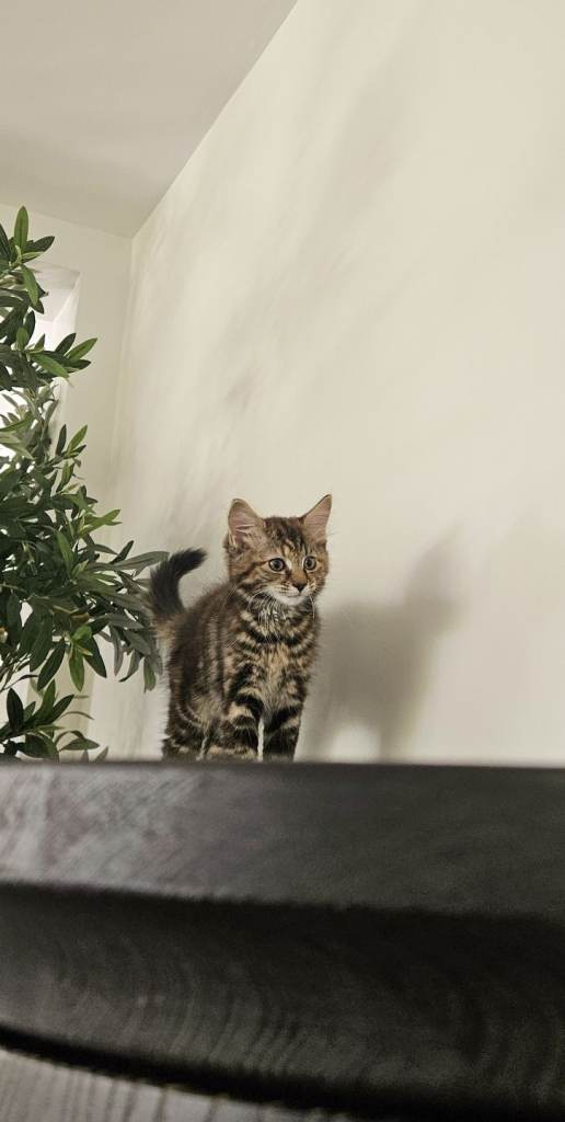 Beautiful Pure Siberian Kittens For Sale! 1 Left!!