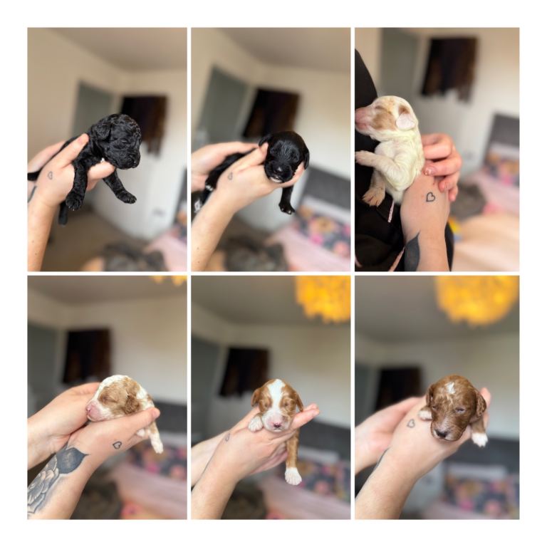 Beautiful F2 cockapoo puppies available ❤️