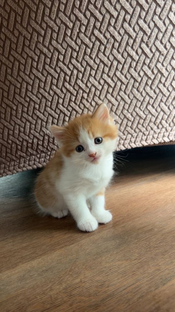 6 kittens for sale 
