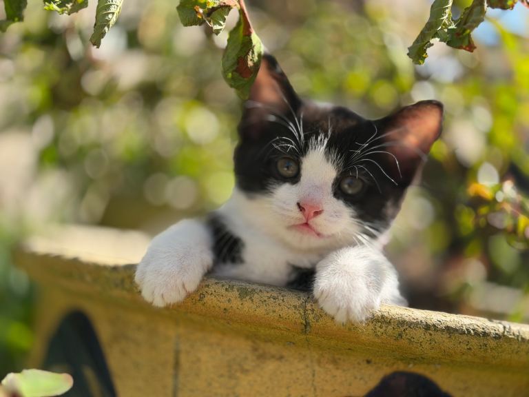 Kitten - Male