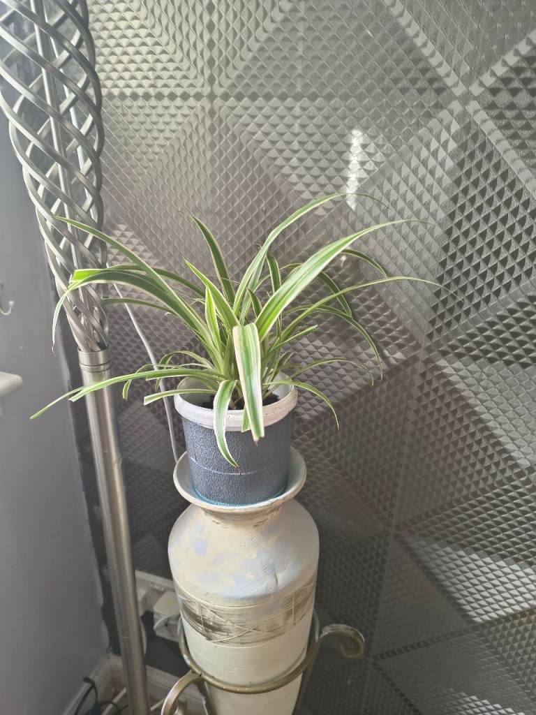 Lovely House Plant