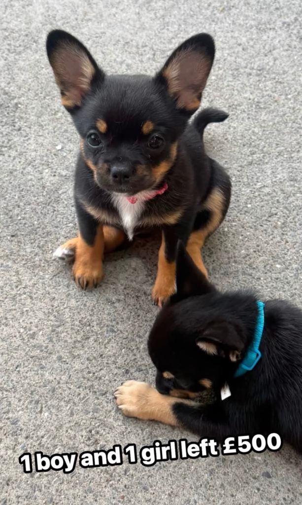 French Pom puppies READY FOR COLLECTION 