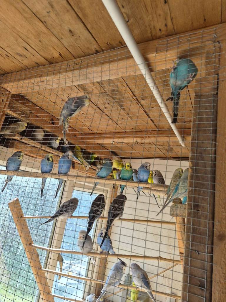 Budgies for sale 