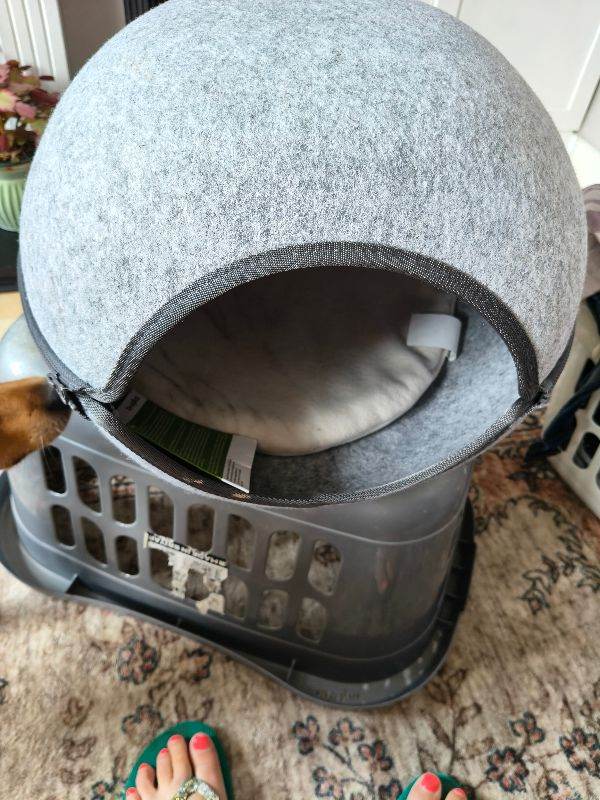 Big baby cat or small dog den or bed