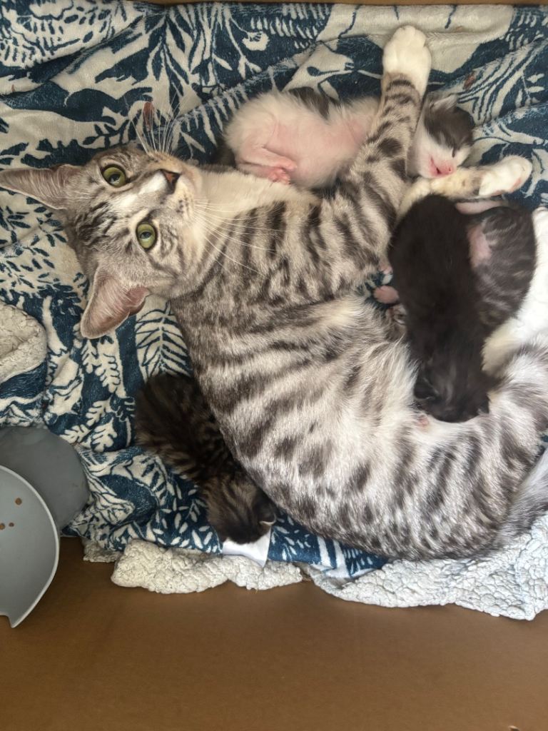 Bengal cross kittens