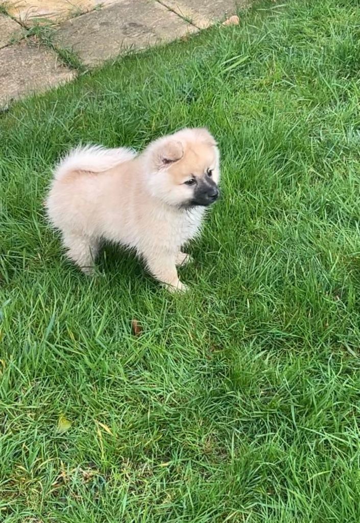 Pomeranian boy 