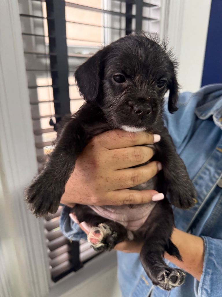 French x cockapoo