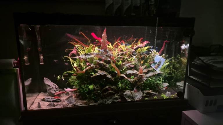 Fish tank fluval Shaker 252 Aquarium – complete setup