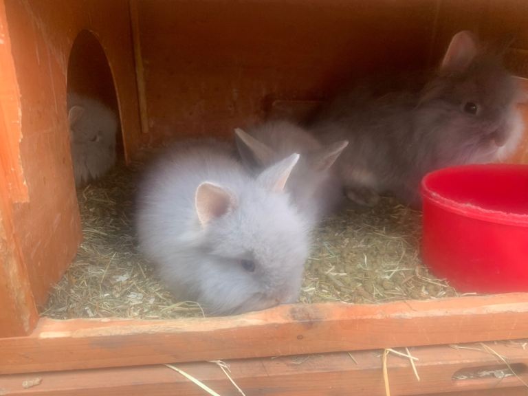 Bunnies rabbits lion head bunnies very fluffy 