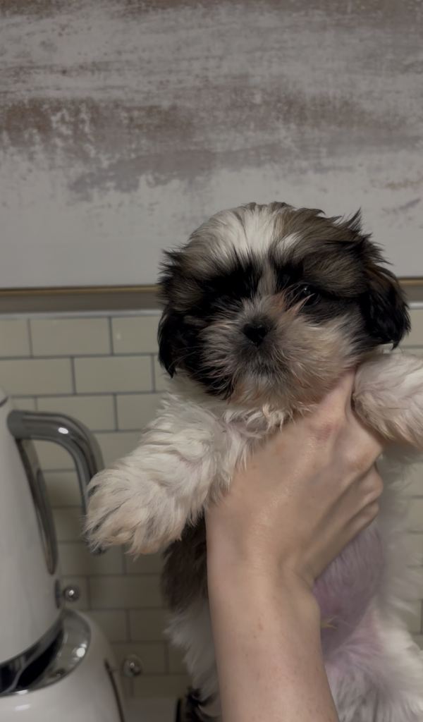 Last shih tzu boys looking for forever homes 