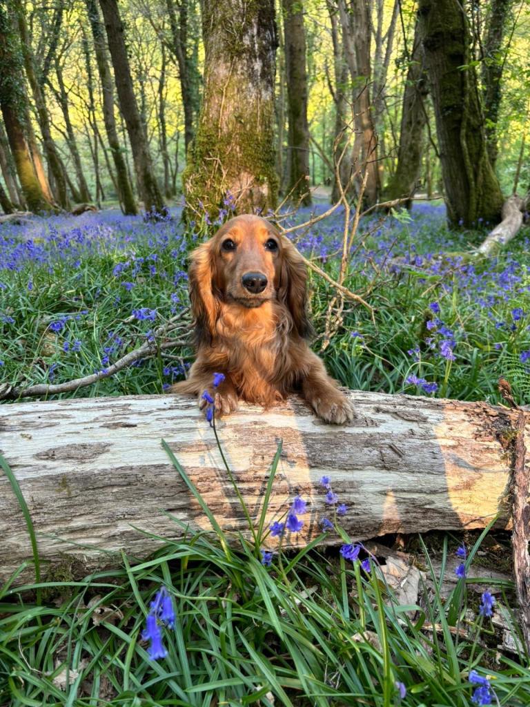 10 month old miniature long hair dachshund