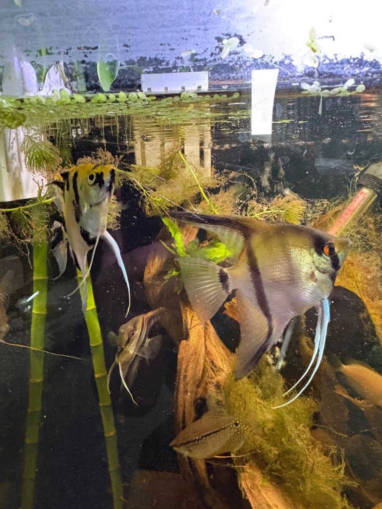 Tropical fish and neocaridina shrimp 