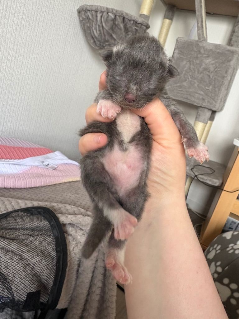 Beautiful mainecoon cross kittens 